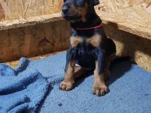 Qen kelysh doberman