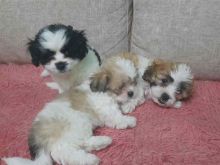 Qenusha Shih Tzu