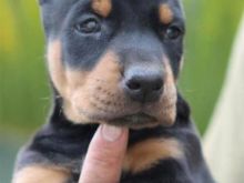 Qen kelysh doberman