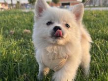 qen pomeranian