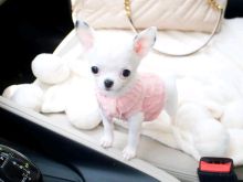 Cute and adorable Chihuahua puppies available for sale