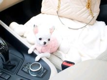 Cute and adorable chihuahua puppies available for sale