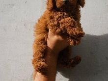 Shitet toy poodle