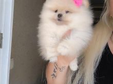 Pomeranian boo rrace e paster