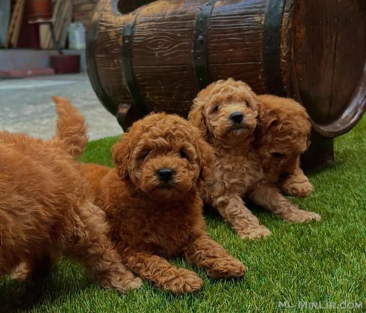 Mini poodle Red