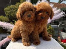 Poodle