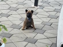 Belgian malinois