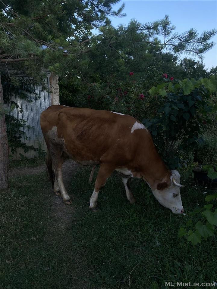 Shiten lopet me 2 viqa