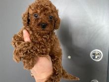 TOY POODLE