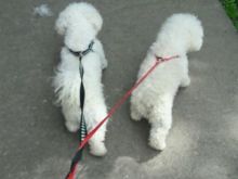 Bichon Frise
