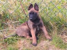 Belg malinois
