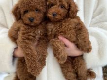 qenushët lodër pudel, bichon maltese dhe maltipoo për ristrehim