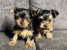 Këlyshë të adhurueshëm Yorkie