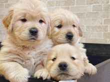 këlyshët Golden Retriever