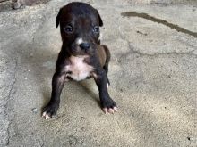 Shiten pitbullat ose ndrohen me qa mkovenon