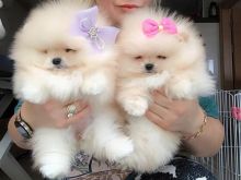 Pomeranian boo rrace e paster