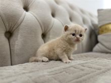 Brittish Shorthair