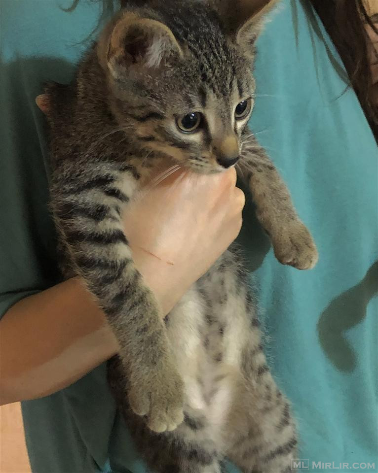 Mace Kotele Per Adoptim