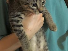 Mace Kotele Per Adoptim
