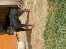 shitet terrierka 1 vjet extra rojse per pula
