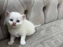 kotele brittish shorthair