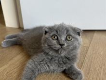 british shorthair & scootish