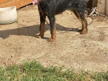 shitet terrierka 1 vjet extra e mir rojse per pula