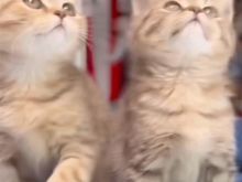 British shorthair okazion