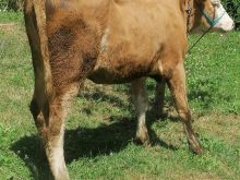 2 Mshtjerra shyte te he\'sa