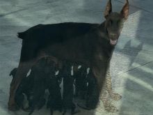 Kelysh doberman