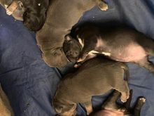 Tricolor American Staffordshire Terrier
