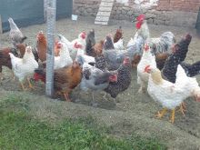 Shiten 23 zogza raca  te ndryshme  qmim i volitshum