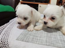 Mini maltezeri