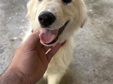 Labrador golden retriever