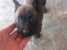 Malinois Belg