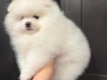 POMERANIAN BOO