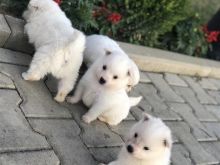 Shiten klysht raca mini spitz
