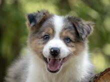 Border collie - Border collie, këlyshë