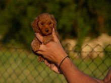 Toy and mini poodles