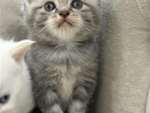 brittish shorthair