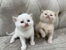 brittish shorthair