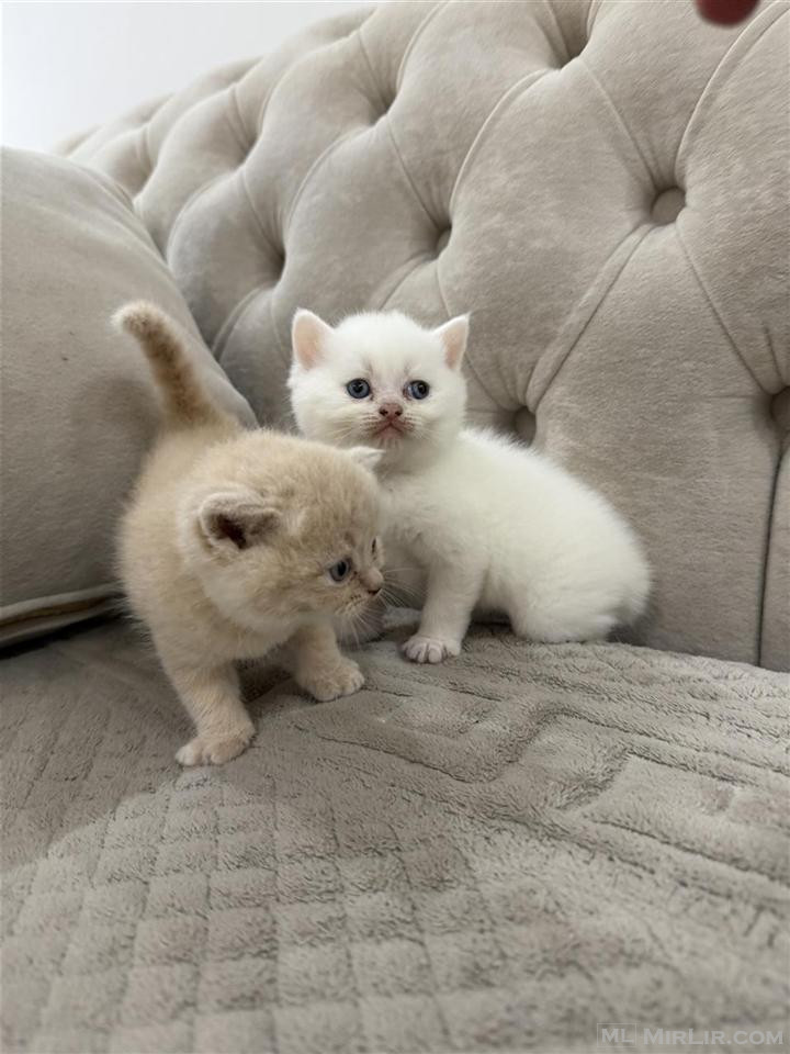 kotele brittish shorthair