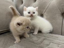 kotele brittish shorthair