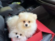 pomeranian