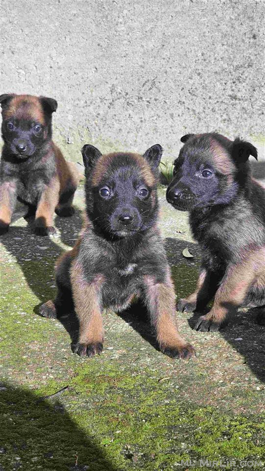 Shiten kelysha Malinois, Pastor Belg