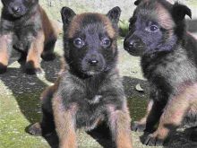 Shiten kelysha Malinois, Pastor Belg