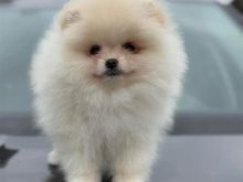Pomeranian boo