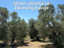 ⚡️Shitet ullishte ne koder Zikxhafaj,Kavaje ⚡️