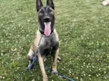 Belg malinois