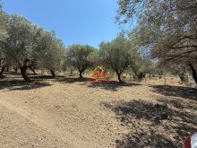 🆕🫒 SHITET TOKË – ULLISHTE NË PANAJA, VLORË 📍 Vendodhje: Pas Tavernës Li-Ro